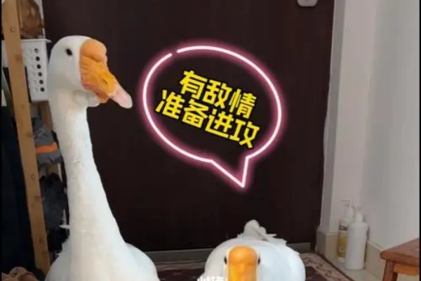 治愈大鹅对话视频一条视频点赞10W+